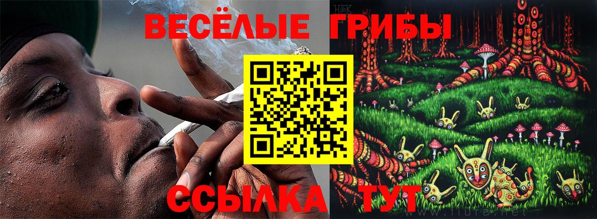 Галлюциногенные грибы Psilocybine cubensis Санкт-Петербург